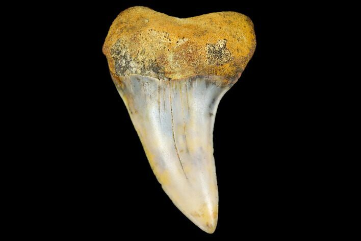 Colorful Mako/White Shark Tooth Fossil - Sharktooth Hill, CA #113929